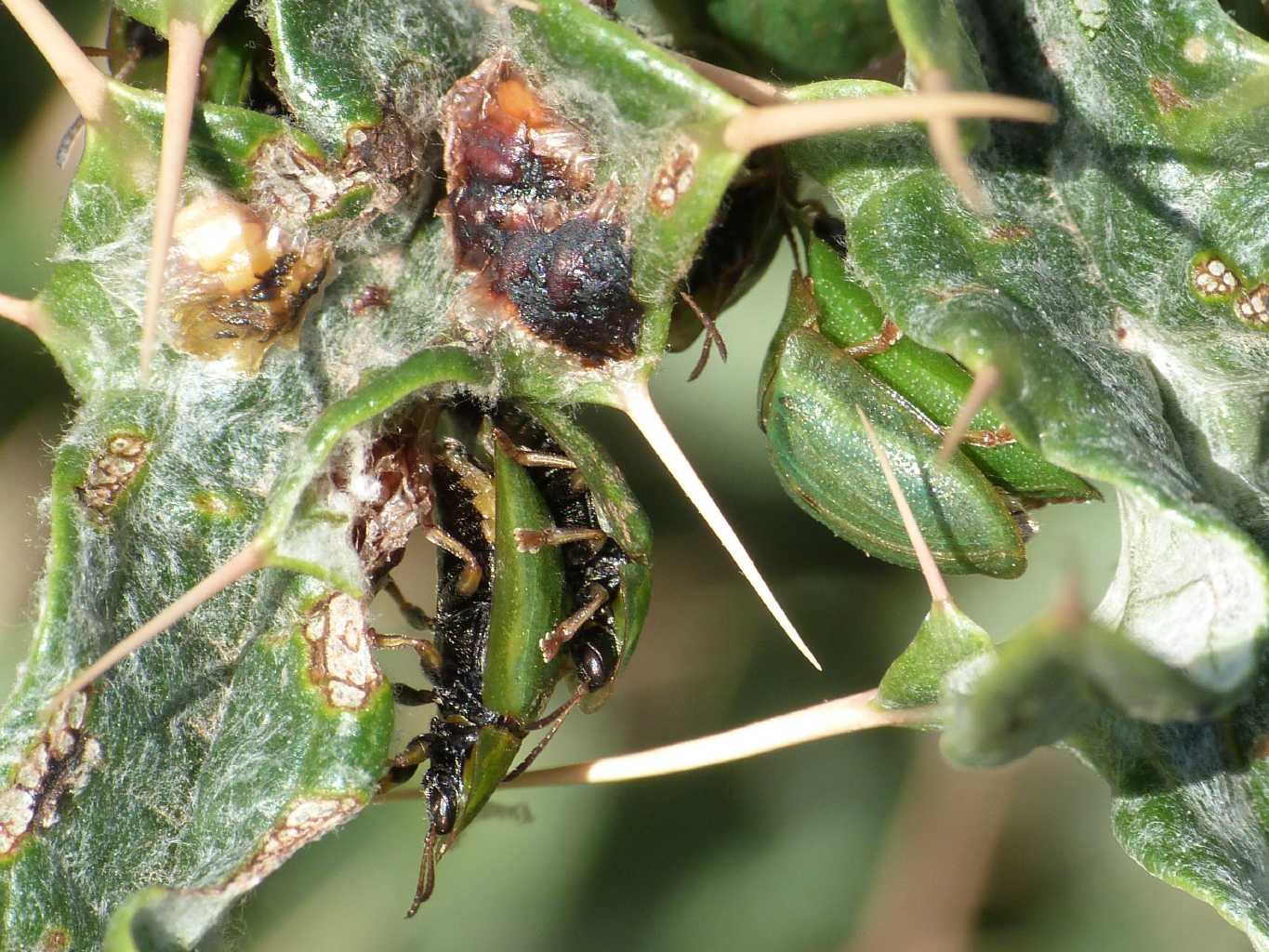 Ammucchiata di Cassida deflorata